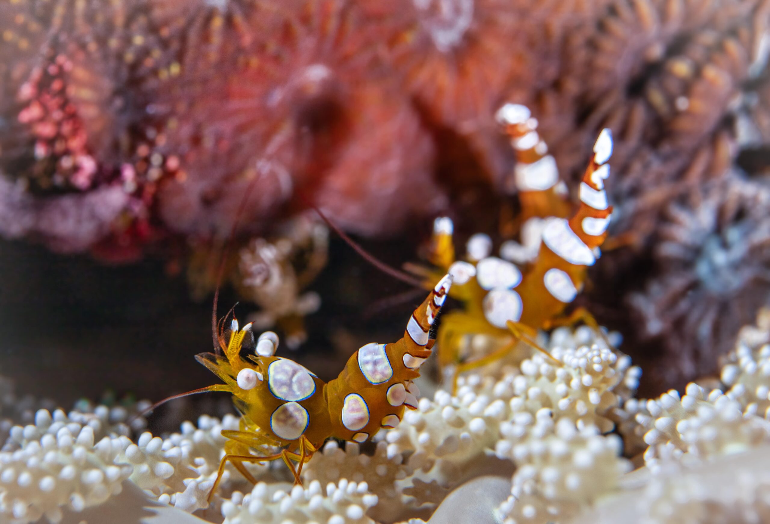 Image by Anita Verde & Peter Marshall Summits to Seas - Sexy shrimp