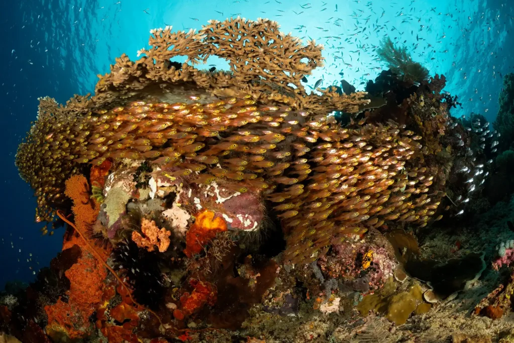 beauty of coral in raja ampat