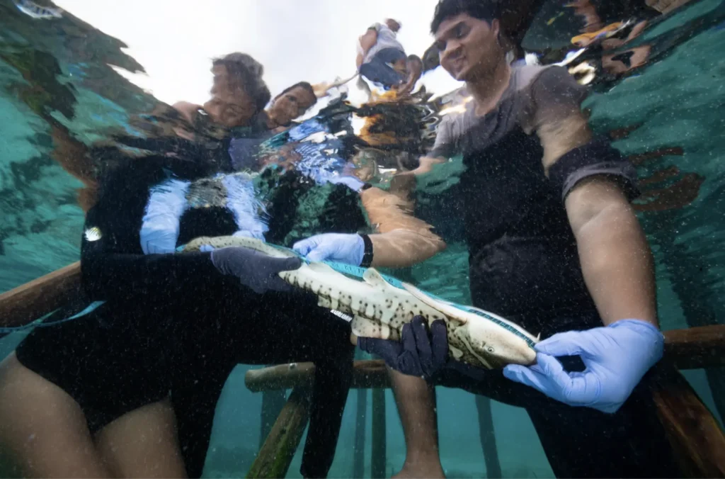 papua diving resorts commitment to environment