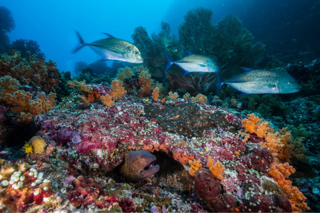raja ampat dive sites