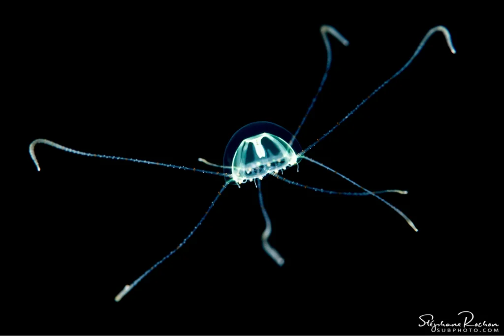 beauty sea creatures founded in raja ampat for fluoresence diving