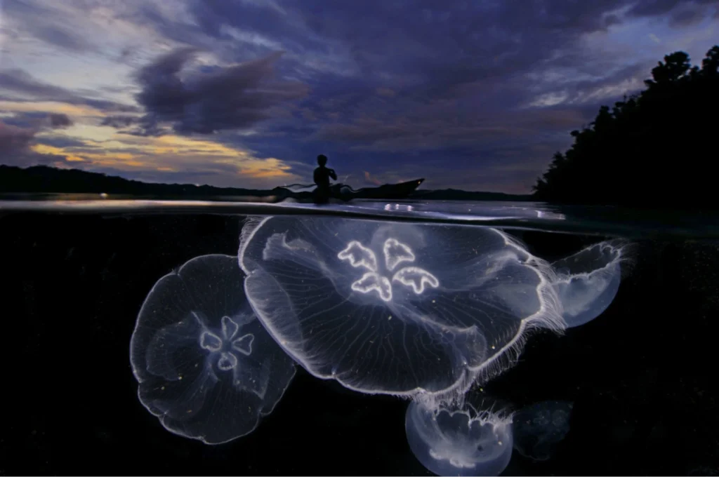night diving or fluoresence diving in raja ampat