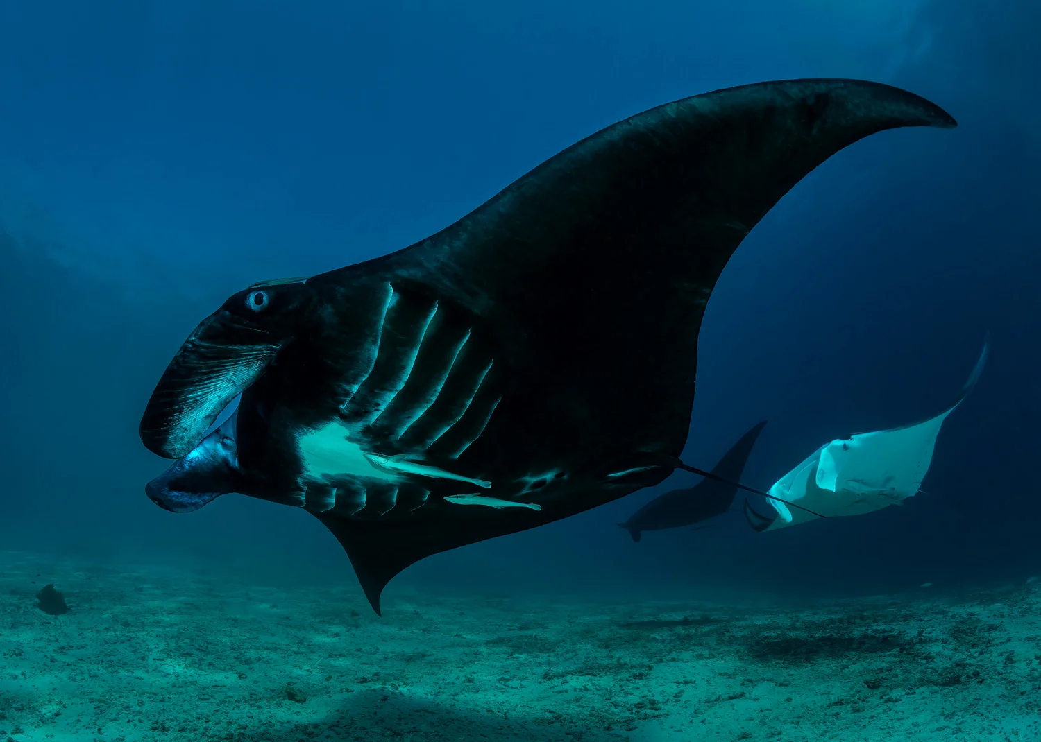 picture of manta ray in raja ampat