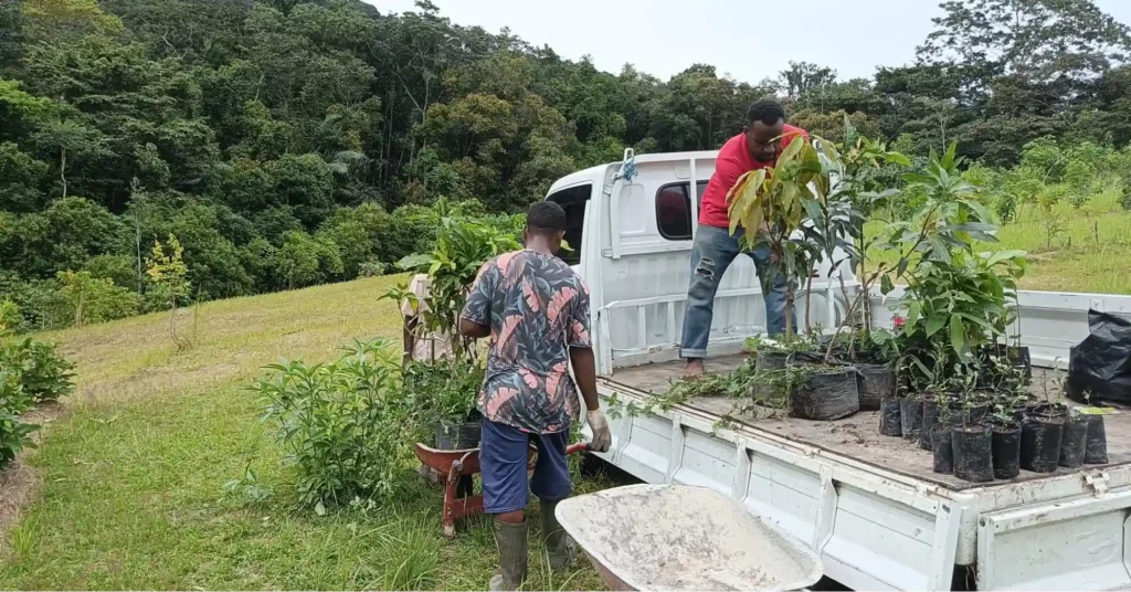 agroforestry project collaborated with our NGO, Raja Ampat Research and Conservation Center