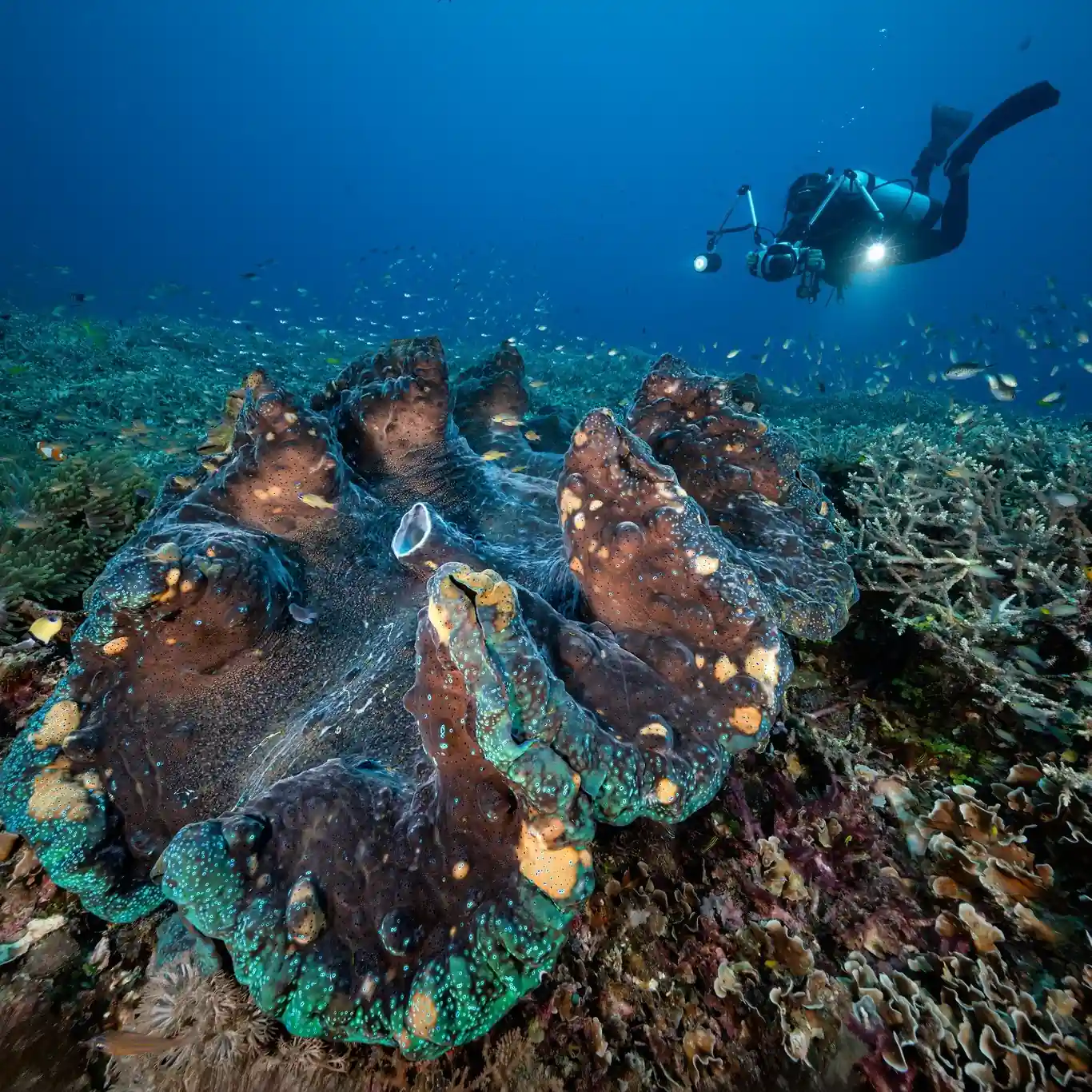 raja ampat beauty underwater by don silcock