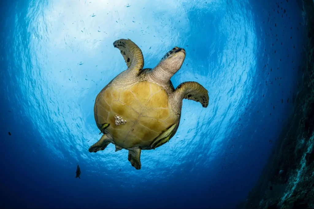 sea turtles, image by don silcock