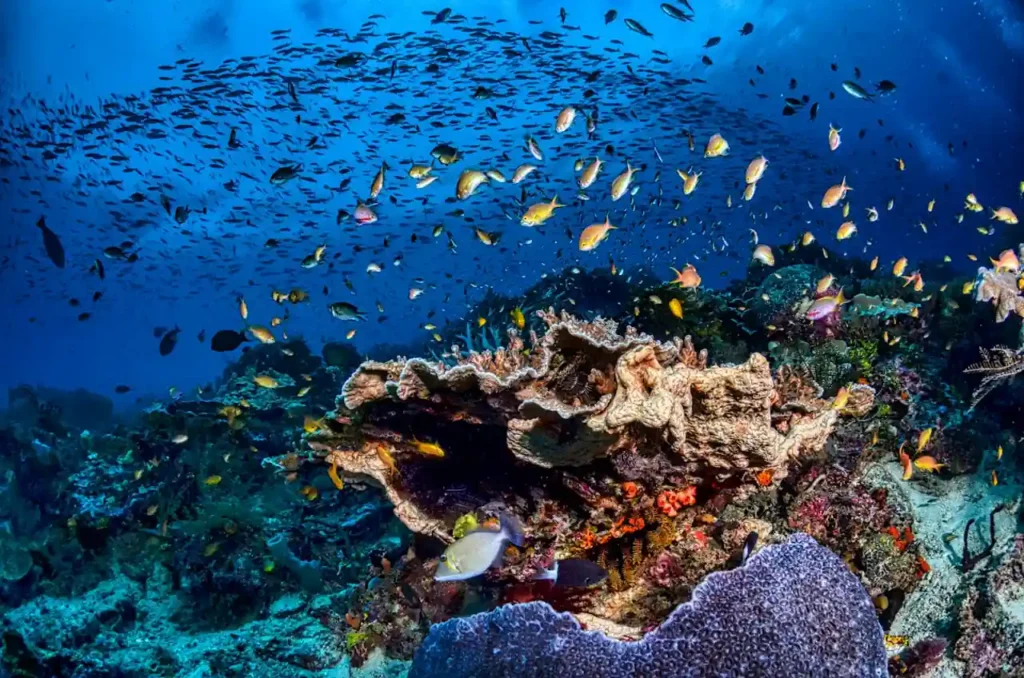 Coray Types Reef Raja Ampat