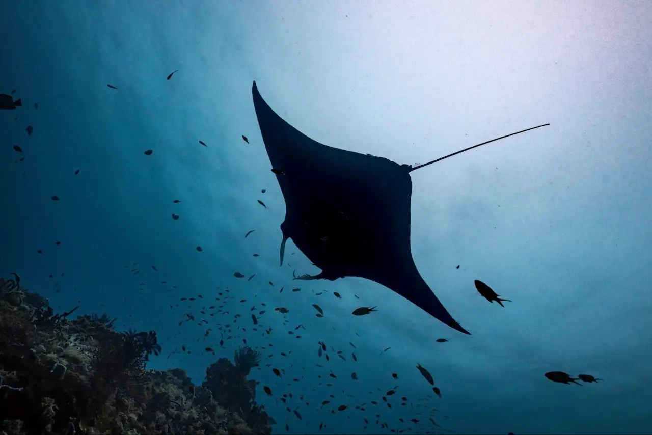Blue magic dive site