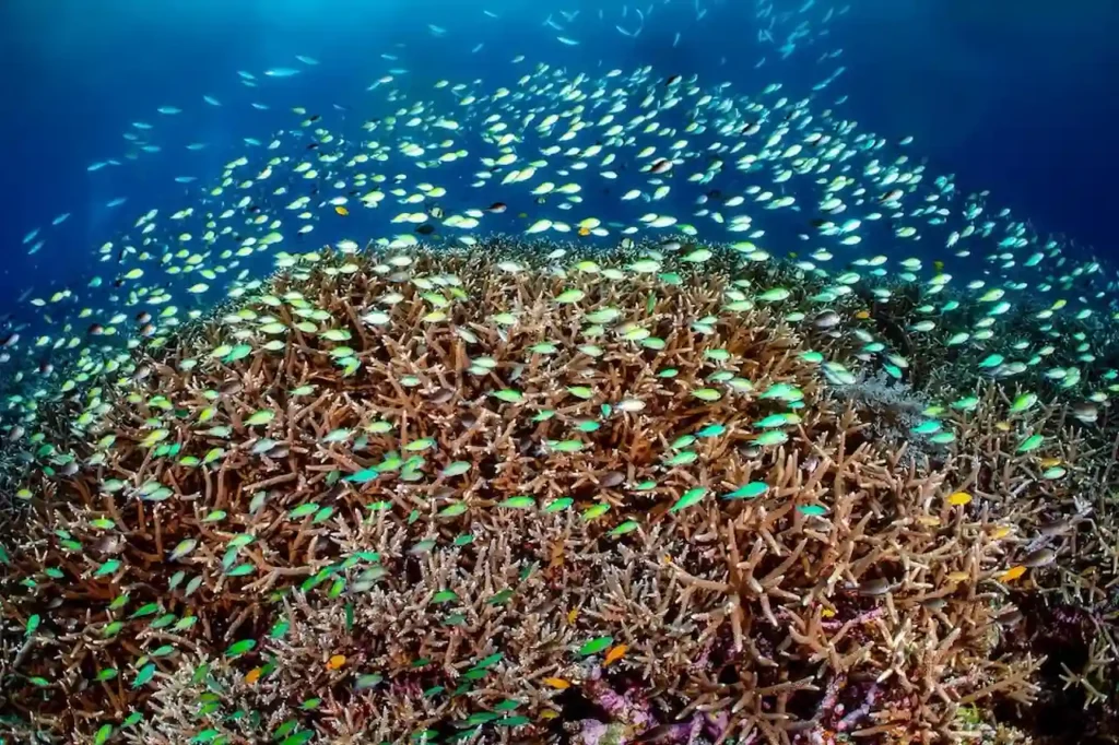 Melissa Garden dive site