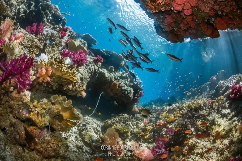 Mike Point dive site