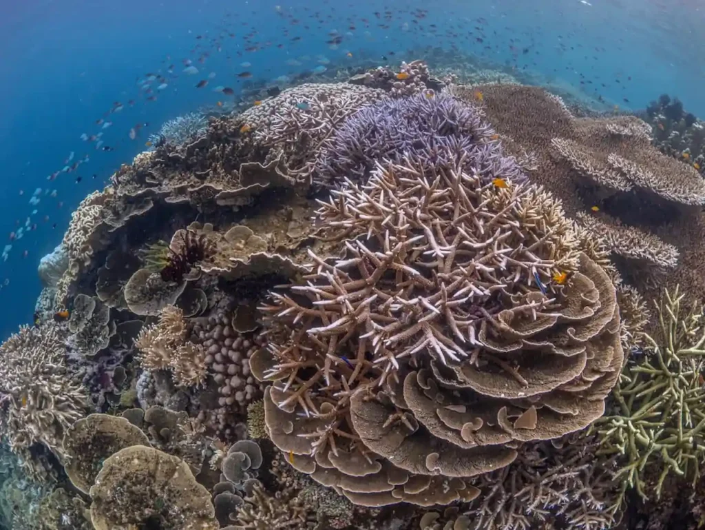 Branching Hard Coral Types