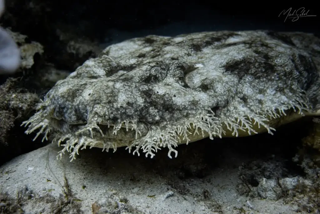 wobbegong sharks in raja ampat