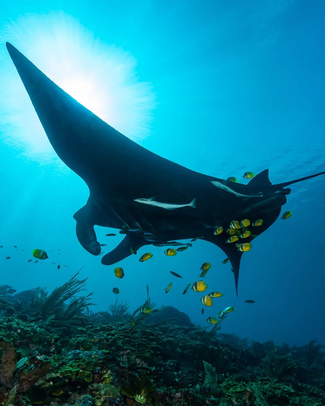 Blue Magic Raja Ampat