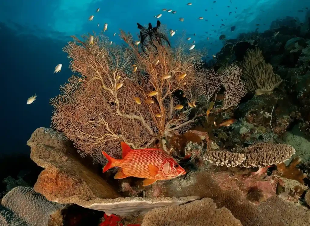 Kri Island, Raja Ampat A Complete Guide for Travelers