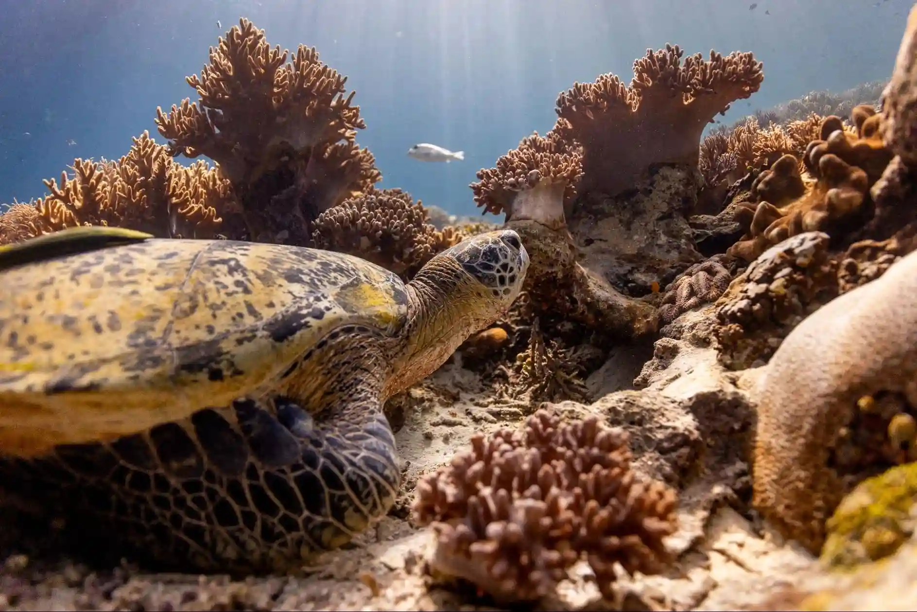 Ocean with David Attenborough