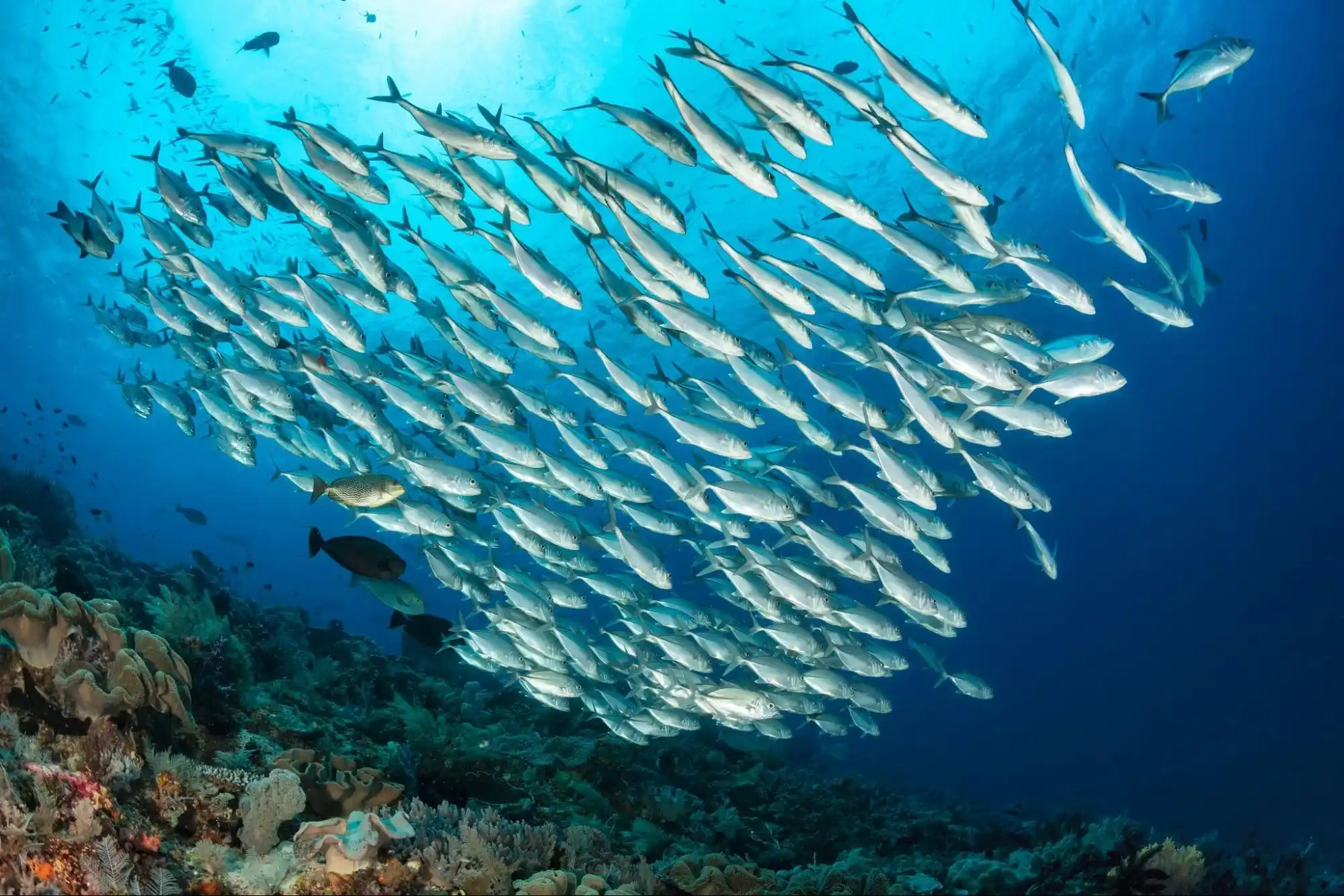 Chicken Reef Raja Ampat Dive Site