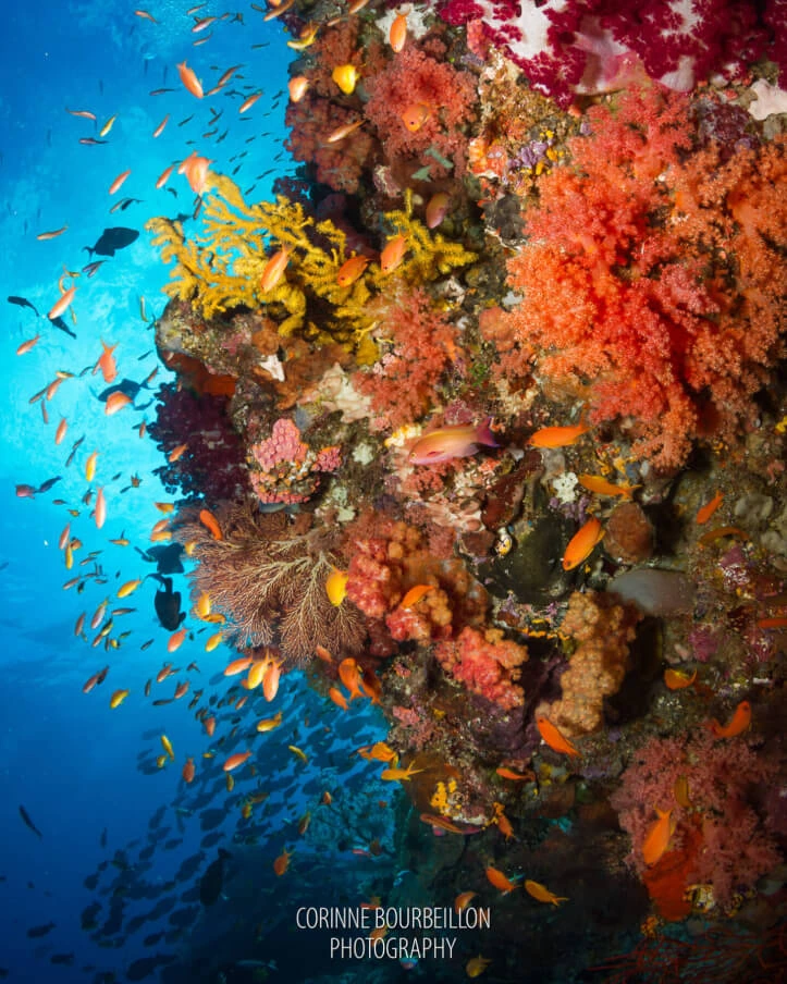 Sardine Reef Raja Ampat