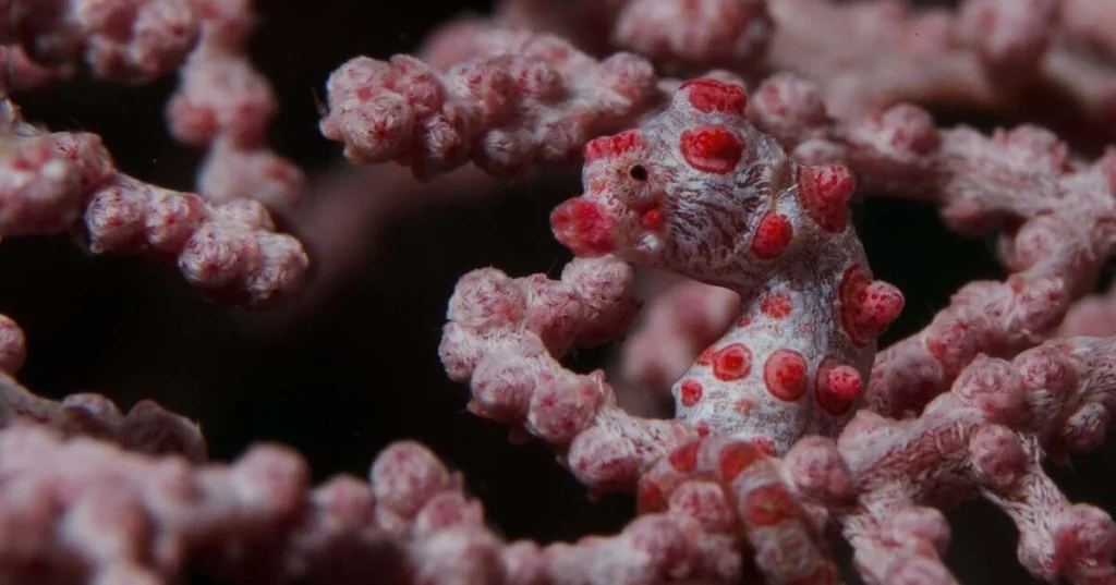 Bargibant's Pygmy Seahorse