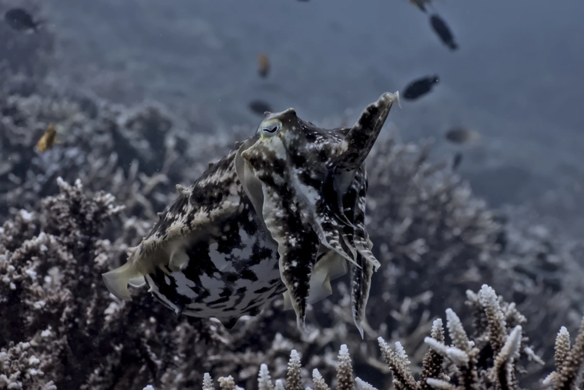 Cuttlefish Research in Raja Ampat: A Camouflage Discovery