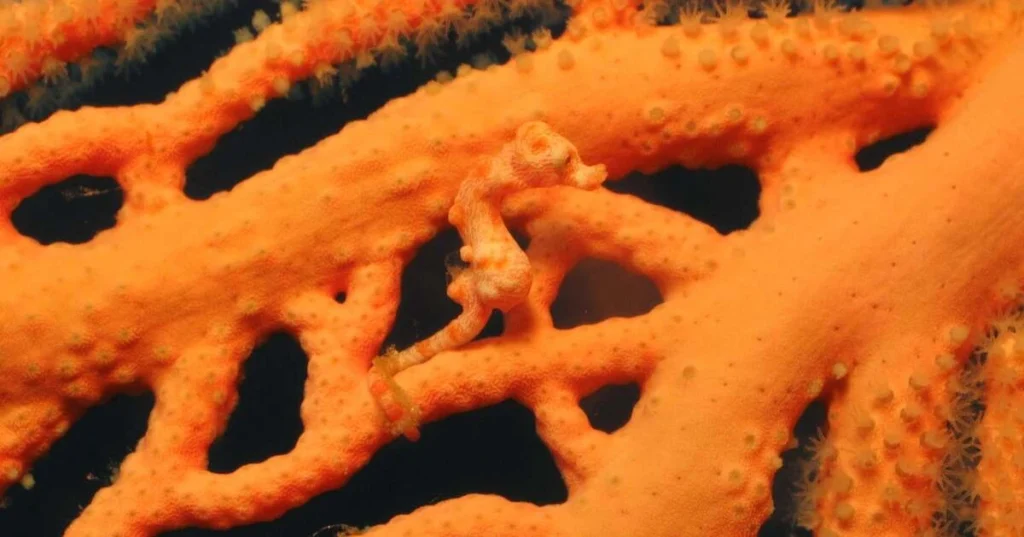 Denise's Pygmy Seahorse