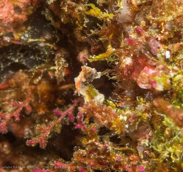 Pontohi Pygmy Seahorse
