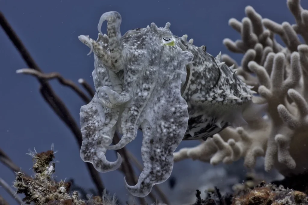 What the Research Found: Motion Camouflage in Plain Sight